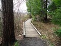 Image for Bog Trail Boardwalk - Black Moshannon State Park, Philipsburg, Pennsylvania