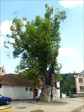 Image for OLDEST - tree of  Zlatá Koruna, Zlatá Koruna, okres Ceský Krumlov, CZ