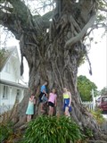 Image for Moreton Bay Fig Tree - Russell, Northland, New Zealand