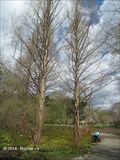 Image for Dawn Redwood (Metasequoia glyptostoboides) - Arnold Arboretum - Boston, MA