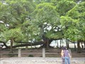 Image for Big Banyan Tree - Yangshuo, Guangxi, PR China