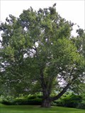 Image for Pinchot Sycamore - Simsbury, CT