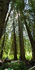 Image for Grove of the Patriarchs Trail - Mt Rainier National Park - Packwood, WA