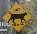 Image for Cat Crossing - Vestal, NY