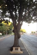 Image for Thozet's Tree on Quay Street
