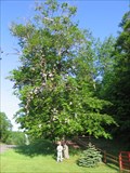 Image for Atlanta, Michigan Shoe Tree