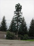 Image for Oromo Christ Evangelical Lutheran Church tree - Hayward, CA
