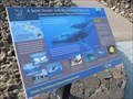 Image for A Sanctuary for Humpback Whales - Kona, HI