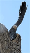 Image for Eagles Soar - Henderson, CO