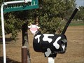Image for Cow - Manilla, NSW, Australia