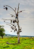 Image for Shoe Tree Derry's Corner - Harver NB