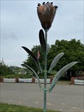 Image for Parrot Tulip - Windmill Island Gardens - Holland, Michigan USA