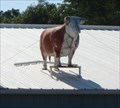 Image for Cow on Sweeney's roof - Apalachin, NY