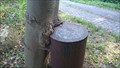 Image for Maple tree sneaking up a bollard - Wesseling, NRW, Germany