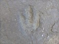 Image for Wisteriahurst Walkways Dinosaur Footprints - Holyoke, MA
