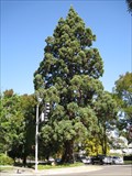 Image for Waldo Park Sequoia - Salem, Oregon