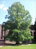 Image for Dawn Redwood (Metasequoia Glyptostroboides) - Northampton, MA