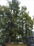 Image for Exceptional Trees - Sloup, Czech Republic