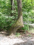 Image for Cherokee Trail Tree, Wesner, North Carolina