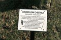 Image for Longfellow chestnut ~ Unionville, MO