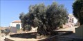 Image for Old Olive tree, Vouves, Greece