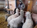 Image for Feed the sheep - Alpen Zoo - Innsbruck, Austria