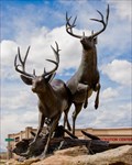 Image for Deer - Parker, CO