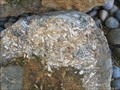 Image for Fossil Snails in sandstone - Menlo Park, CA
