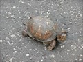 Image for Eastern Box Turtle Crossing - Belleville, Illinois