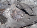 Image for Berrara Cove Fossil Beds - Berrara, NSW