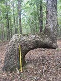 Image for Cane Creek State Park - Gray Fox Road