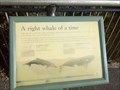 Image for Right Whale - North Head, Manly, NSW, Australia