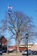 Image for American Elm at the Tioga County Camber of Commerce - Wellsboro, PA