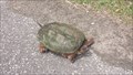 Image for Turtle Crossing - Presque Isle - Erie, Pa
