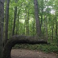 Image for Maidstone Conservation Area - Native American Trail Tree, Ontario, Canada