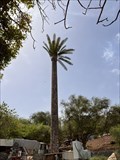 Image for Palm Gorée 2 - Senegal