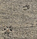 Image for Dog and human footprints - Santurce, San Juan, Puerto Rico