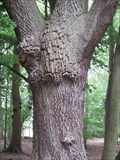 Image for Green Man, Oak Tree, Haughmond Woods, Shrewsbury, Shropshire, England, UK