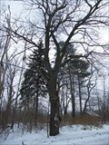 Image for Shoe Tree - Chesterland, Ohio