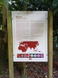 Image for Camellia Japonica (Parque Terra Nostra) - Furnas, Açores, Portugal