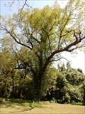 Image for Black-Bowie Black Walnut Trees - Historic Washington State Park, Washington, AR