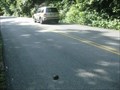 Image for Congaree National Park Turtle Crossing