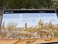 Image for Desert Life-Saguaro National Park - Tucson AZ 85743