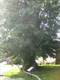 Image for Tolpuddle Martyrs' Tree - Southover Lane, Tolpuddle, Dorset, UK
