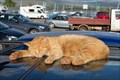 Image for The Tobermory Cat's Parking Lot - Isle of Mull, Scotland, UK