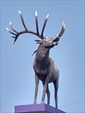 Image for Elk - Vegreville, Alberta
