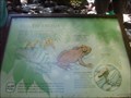 Image for Tailed Frogs - Shannon Falls, BC