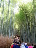 Image for Arashiyama's Sagano Bamboo Forest - Kyoto, Japan