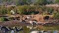 Image for Mpala watering hole view  - Kenya