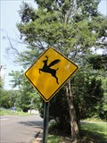 Image for Flying Deer Ahead  -  Edison, NJ